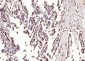 phospho-HSP70 (Tyr611) Rabbit pAb